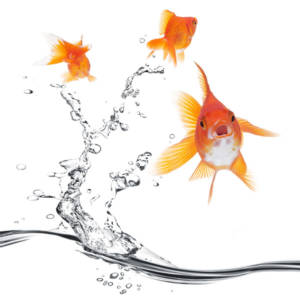 aquafitness-aqua-fit-und-fire-600px Aquafitness